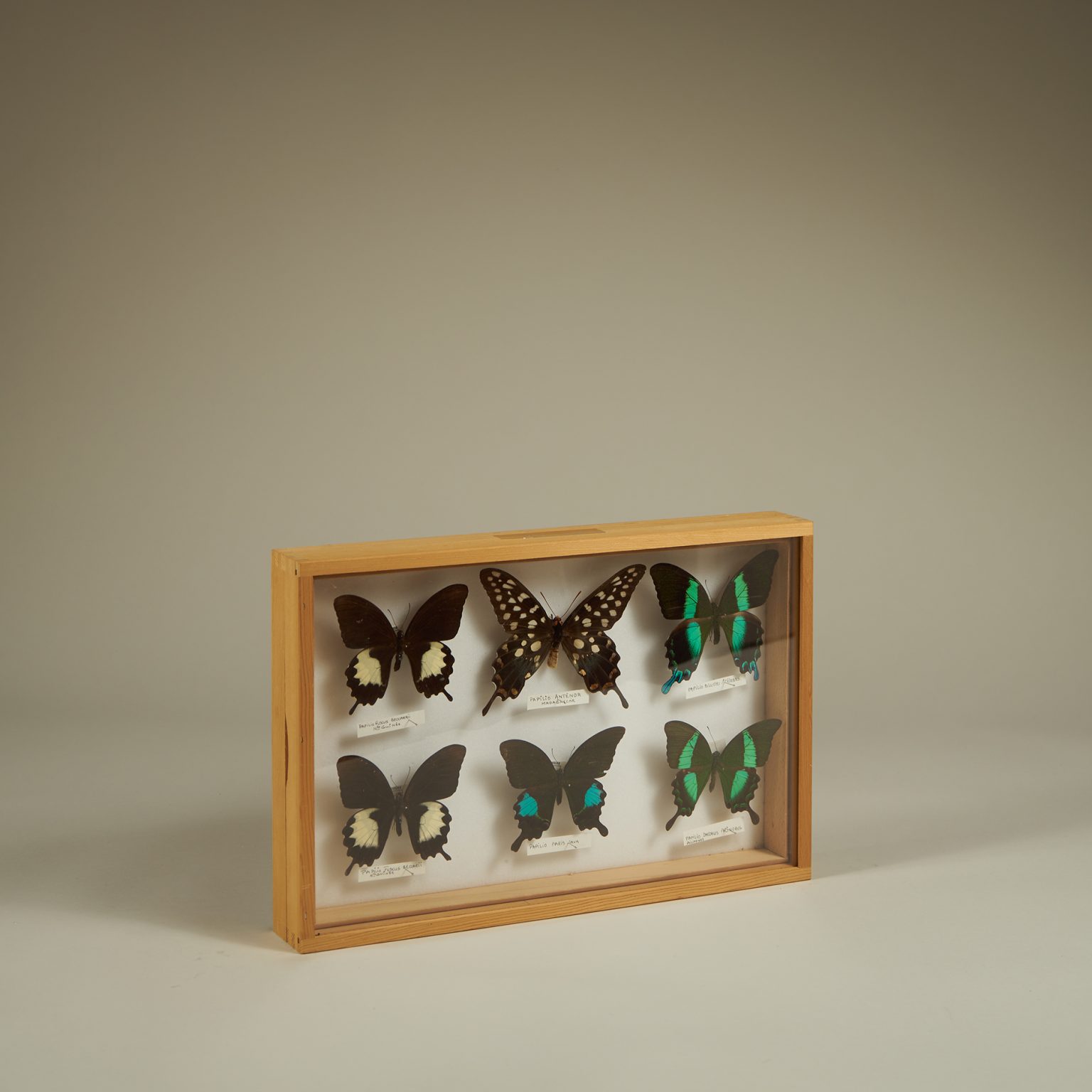 Splendid Collection Splendid Collection Tail Holders - COMPTOIR COLLECTION % Collection ...